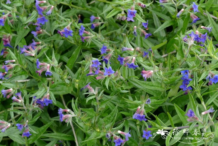 紫花田紫草Buglossoides purpurocaerulea