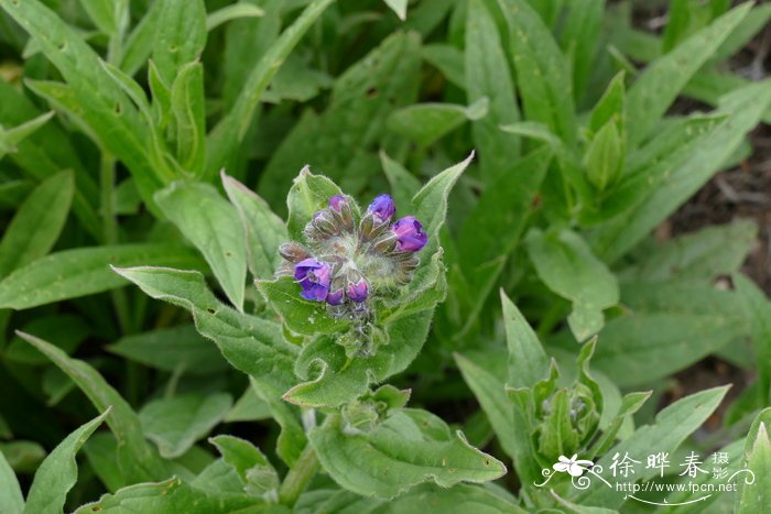 长花长柱琉璃草Lindelofia longiflora