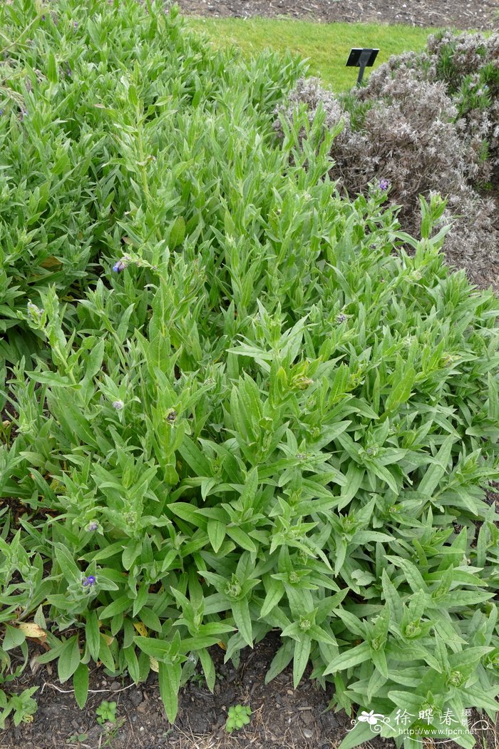 长花长柱琉璃草Lindelofia longiflora