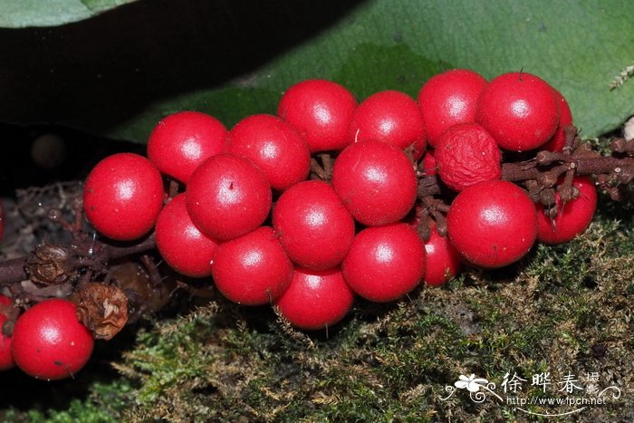 矮小草金牛Labisia pumila