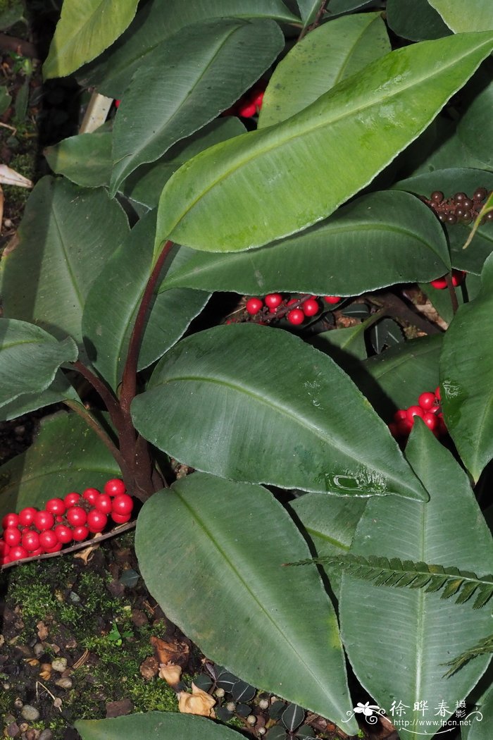 矮小草金牛Labisia pumila