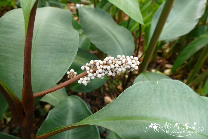 矮小草金牛Labisia pumila