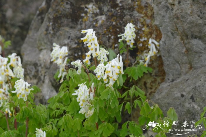 白花假烟堇 Pseudofumaria alba