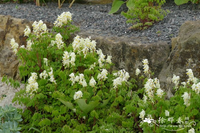 白花假烟堇 Pseudofumaria alba