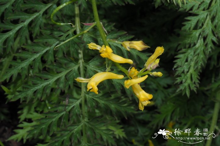 地柏枝Corydalis cheilanthifolia