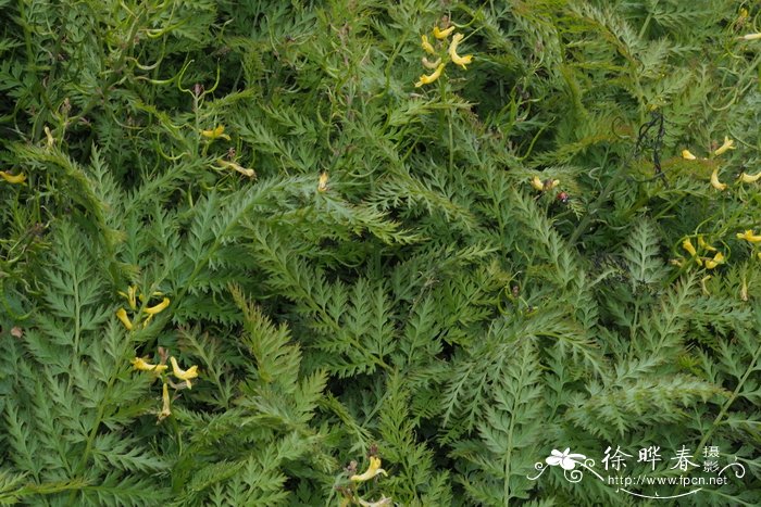 地柏枝Corydalis cheilanthifolia