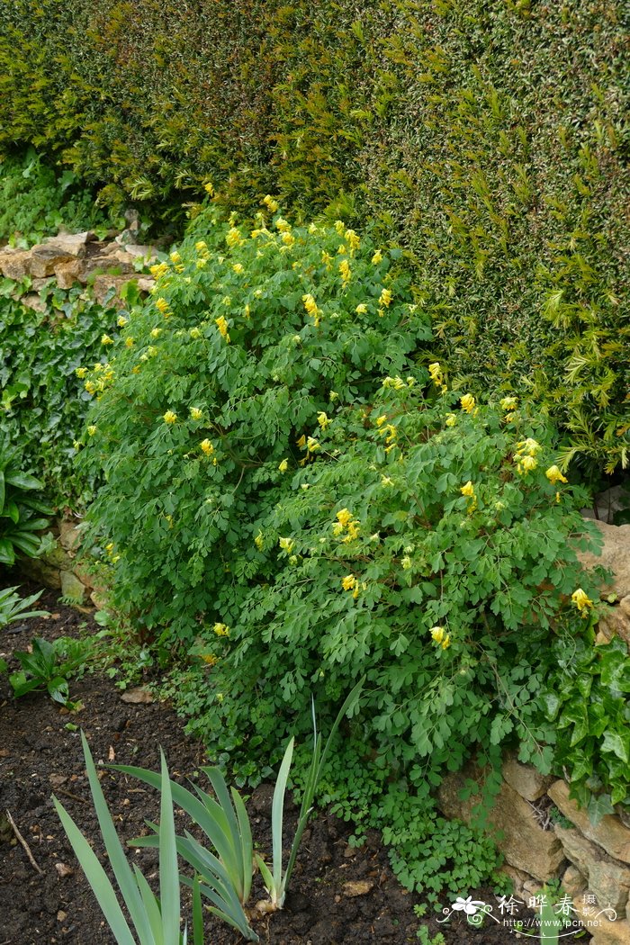 欧黄堇Corydalis lutea