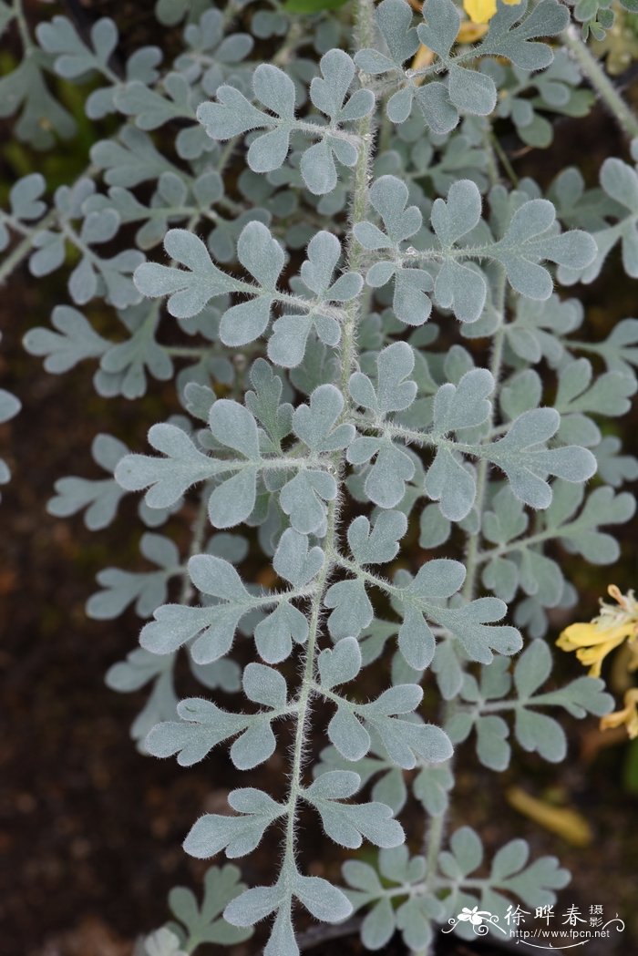 毛黄堇Corydalis tomentella