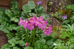 鸡肉参Incarvillea mairei
