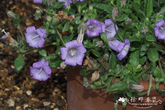铺地风铃草Campanula carpatha