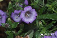 铺地风铃草Campanula carpatha