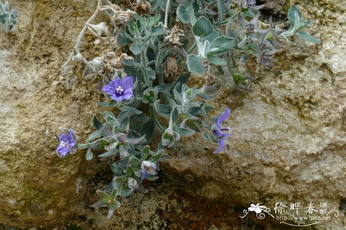 垂钟花Campanula fragilis