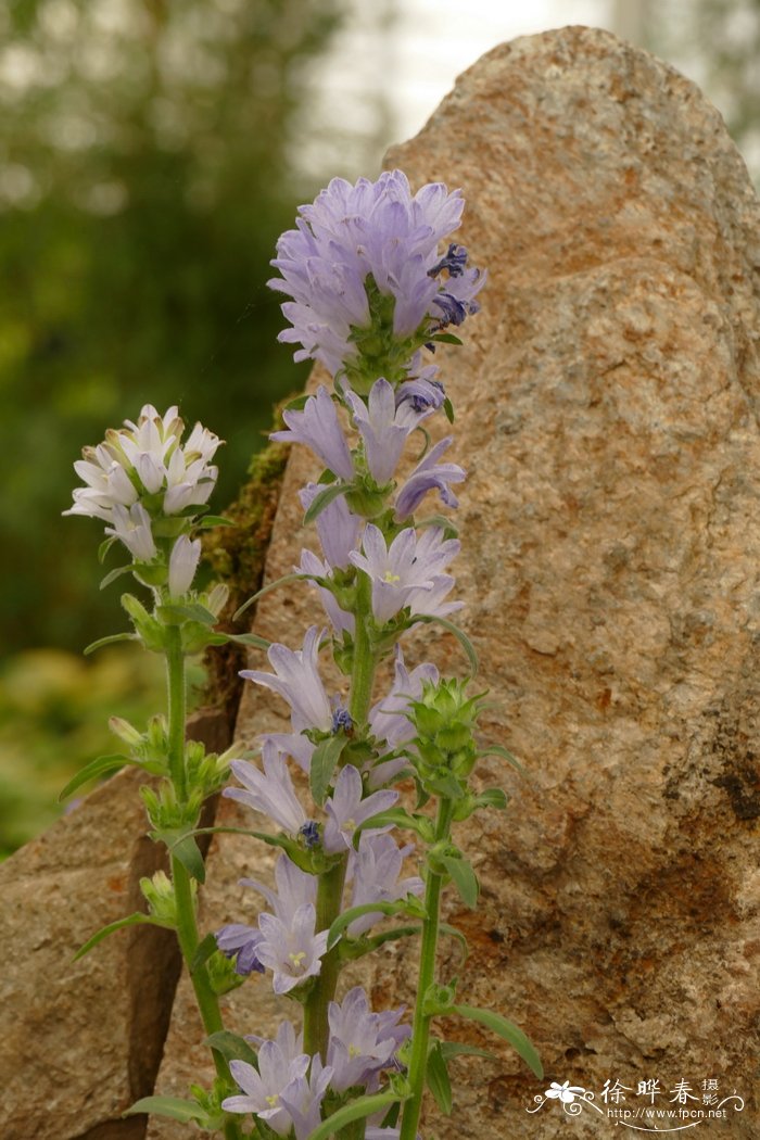 摩西亚风铃草Campanula moesiaca