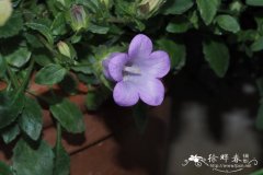 绒毛凤铃草 Campanula tomentosa