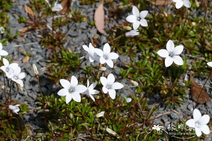 疏花蓝花参 Wahlenbergia albomarginata subsp. laxa