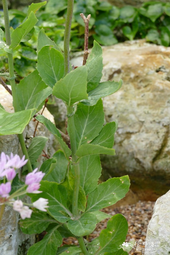 丽桔梗 Ostrowskia magnifica