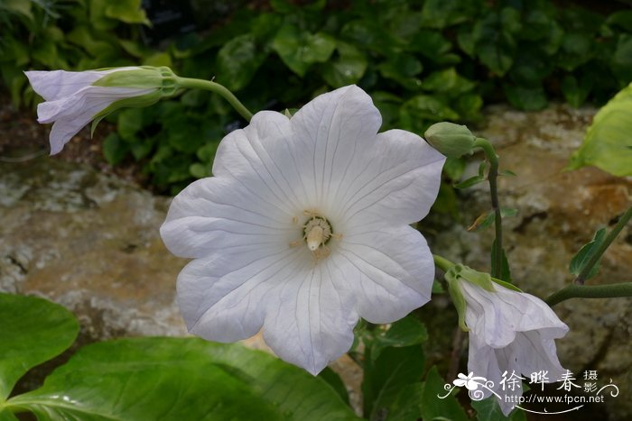 丽桔梗 Ostrowskia magnifica花卉图片网