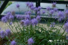 球序裂檐花 Phyteuma scheuchzeri