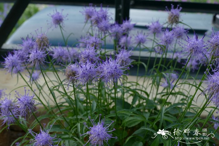 球序裂檐花 Phyteuma scheuchzeri