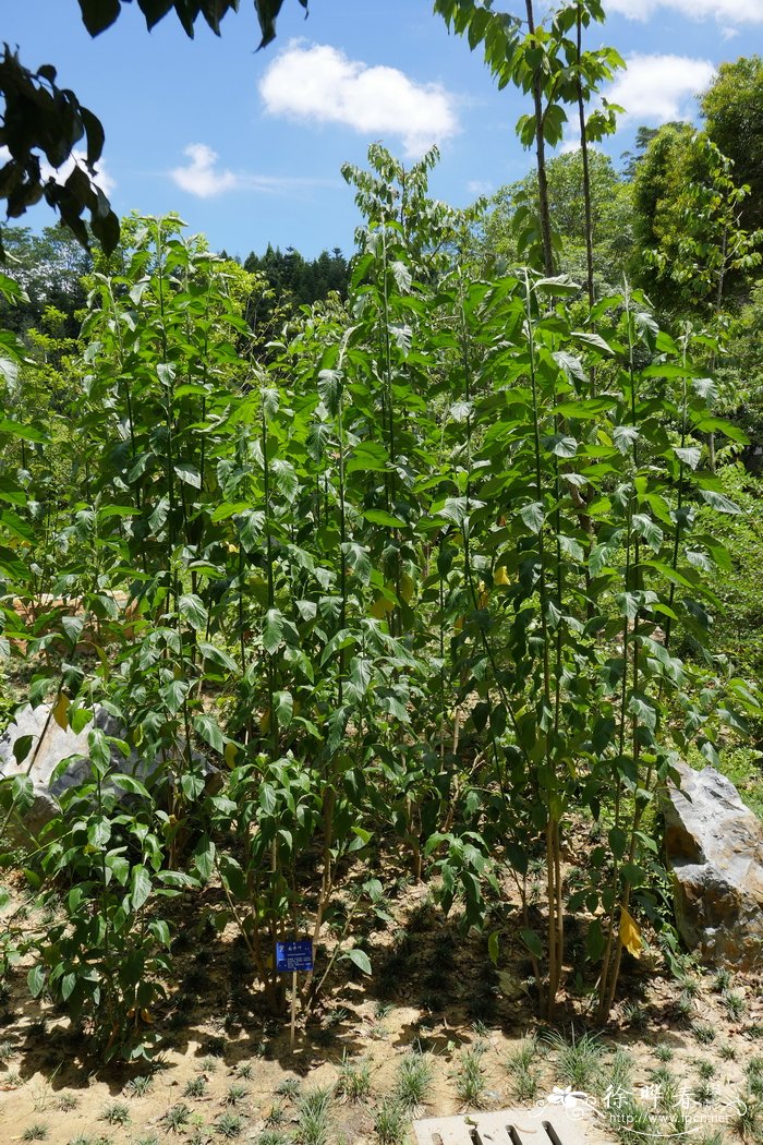 南非叶，扁桃斑鸠菊 Vernonia amygdalina