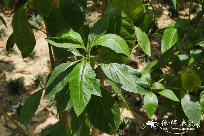 南非叶，扁桃斑鸠菊 Vernonia amygdalina