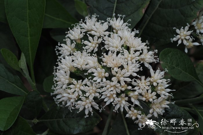 菊科斑鸠菊属