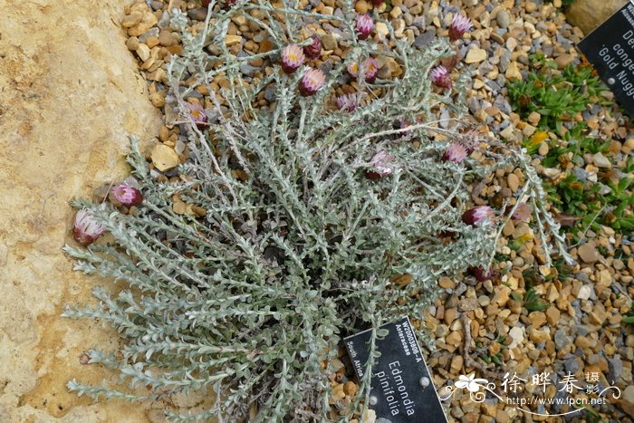 松叶白苞紫绒草 Edmondia pinifolia