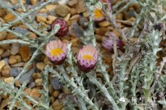 松叶白苞紫绒草 Edmondia pinifolia