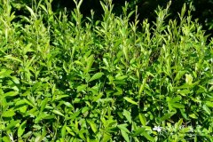 光耀藤 Vernonia elliptica
