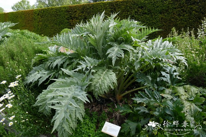 刺苞菜蓟Cynara cardunculus