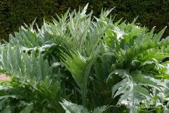 刺苞菜蓟Cynara cardunculus