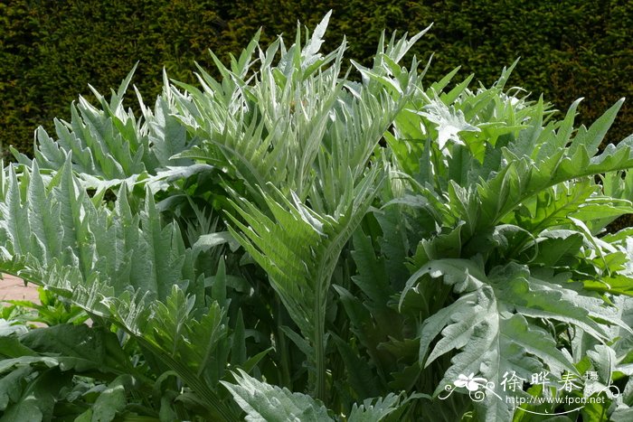 刺苞菜蓟Cynara cardunculus