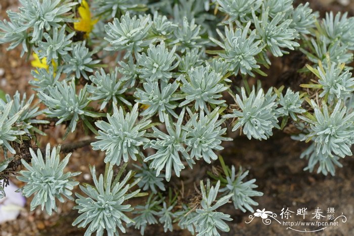 长圆叶黄蓉菊Euryops acraeus
