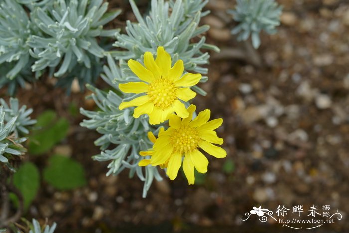 长圆叶黄蓉菊Euryops acraeus