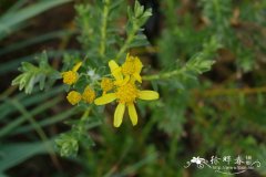 泰森黄蓉菊Euryops tysonii