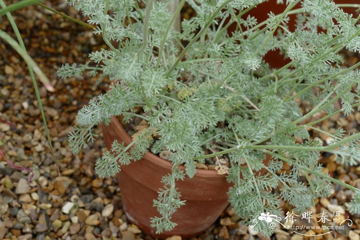 土耳其春黄菊 Anthemis biebersteiniana