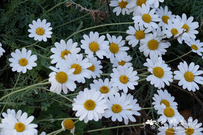 白舌春黄菊 Anthemis punctata subsp. cupaniana