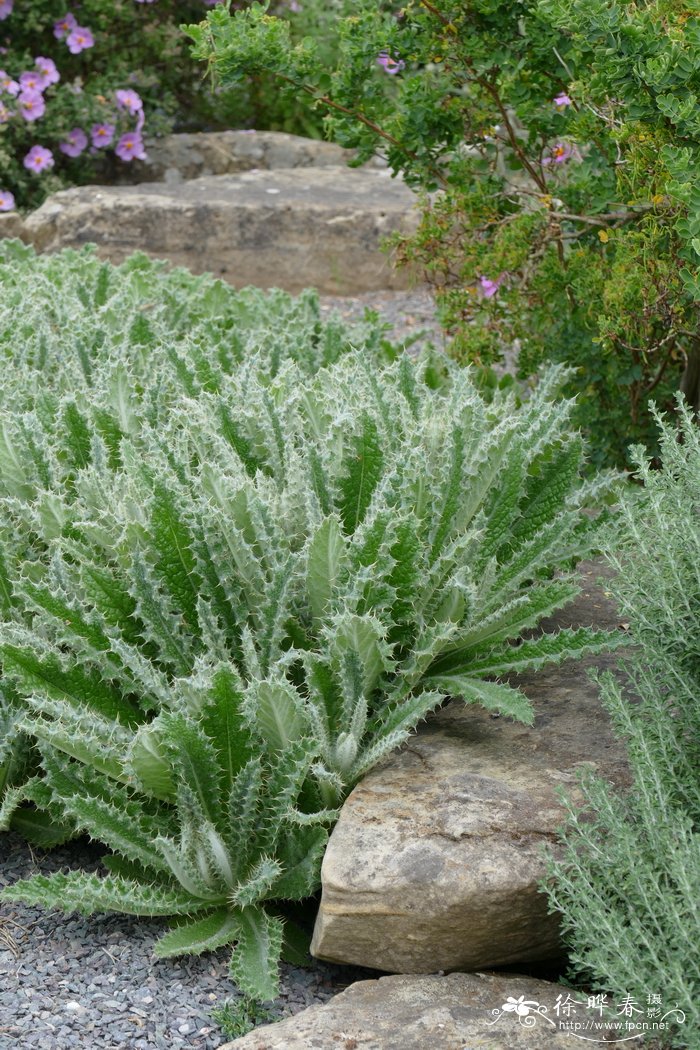 紫花尖刺联苞菊 Berkheya purpurea