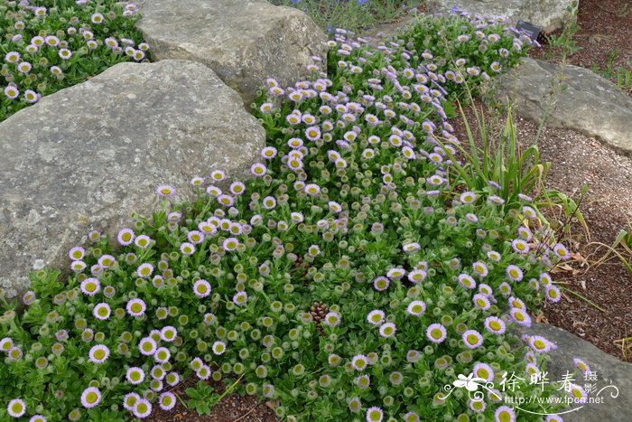 红花飞蓬Erigeron glaucus