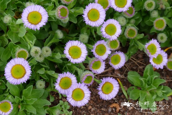 红花飞蓬Erigeron glaucus