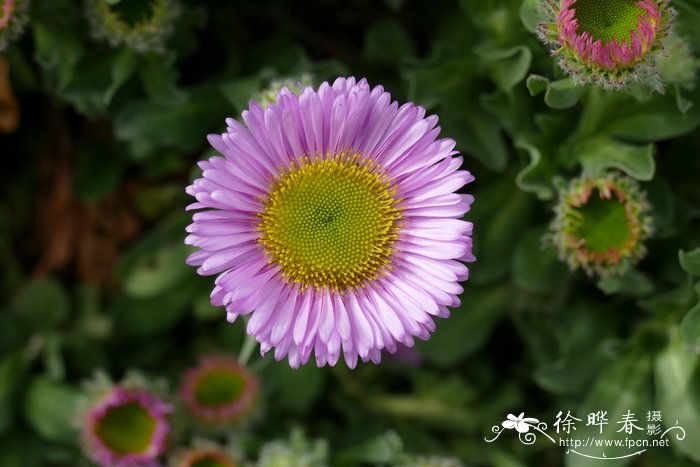 红花飞蓬Erigeron glaucus