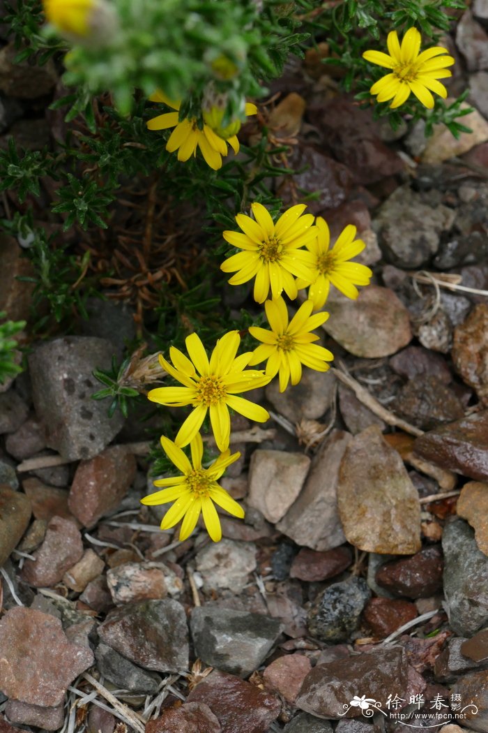 苏洛单头鼠麹木Macowania sororis