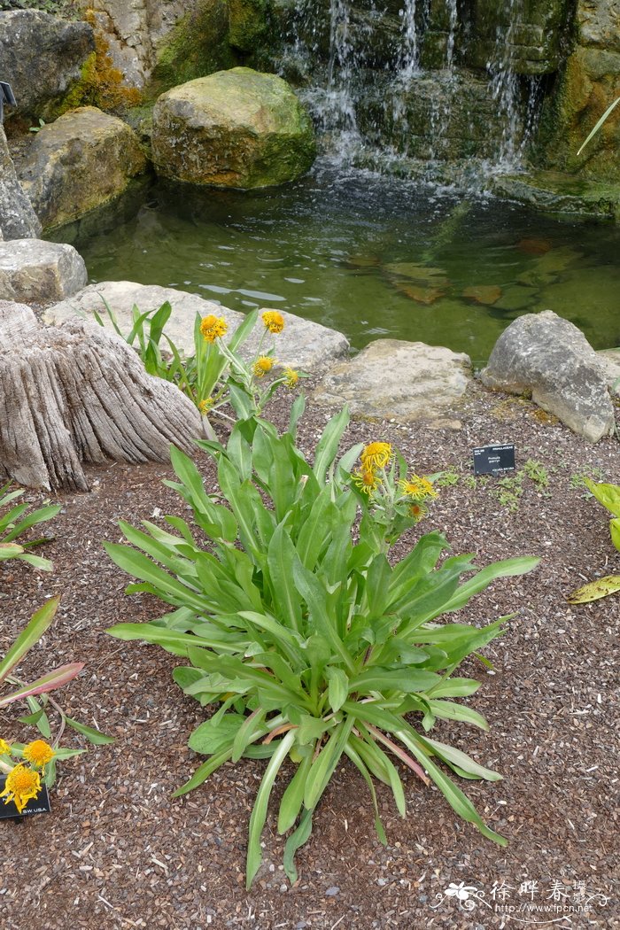 侯氏堆心菊Helenium hoopesii