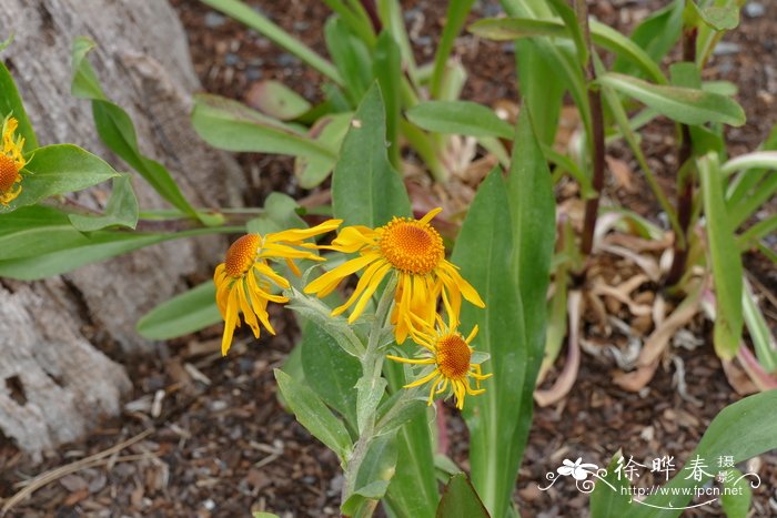 侯氏堆心菊Helenium hoopesii