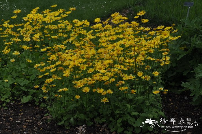 Doronicum pardalianches