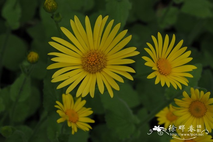 Doronicum pardalianches