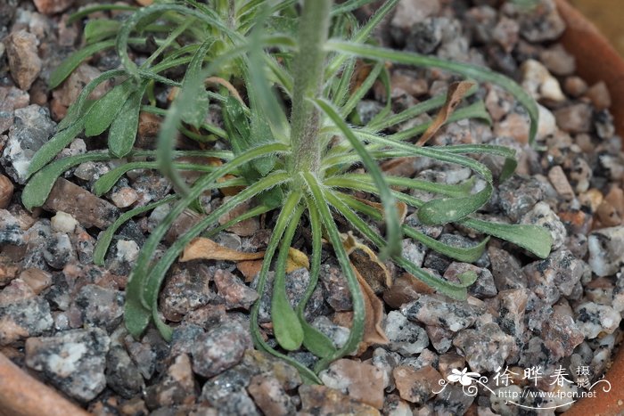 巴丽孤菀 Townsendia parryi