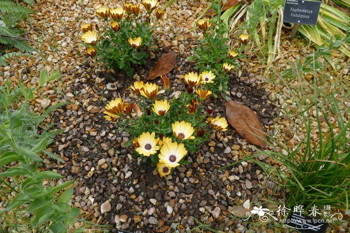 ‘阳光阿曼达’骨子菊Osteospermum 'Sunny Amanda'