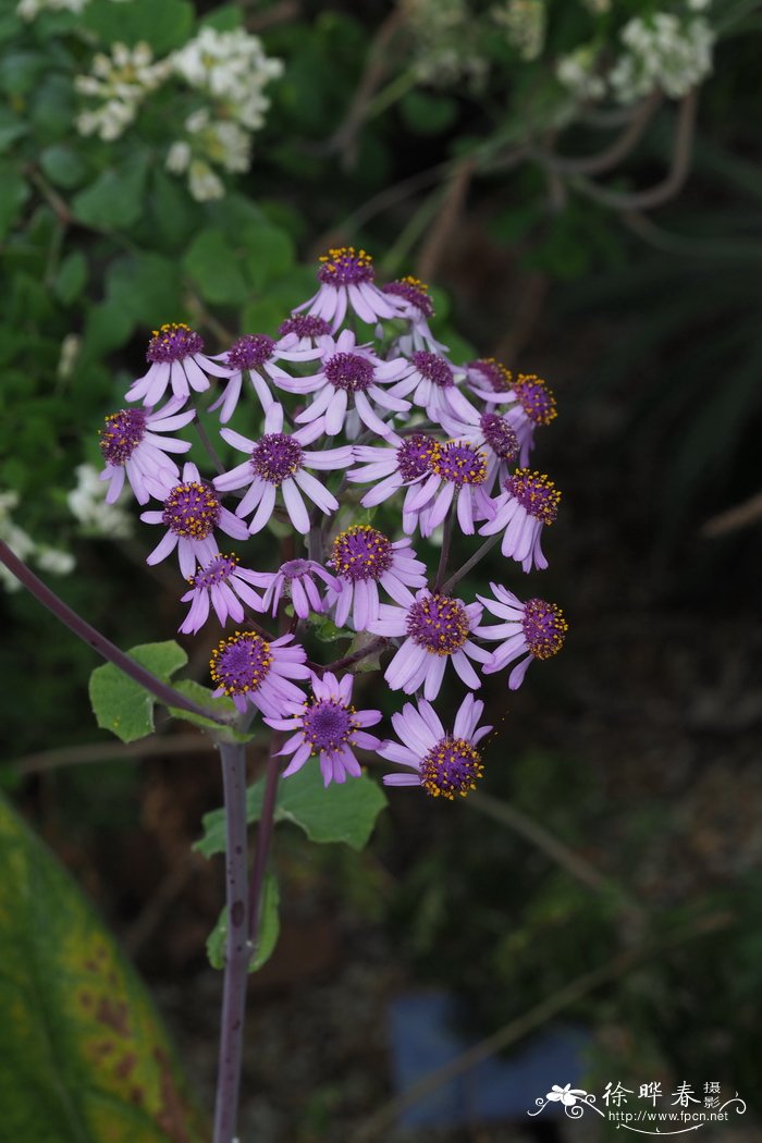 维比瓜叶菊 Pericallis webbii