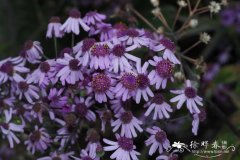 维比瓜叶菊 Pericallis webbii